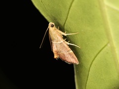 Stemmatophora flavicaput