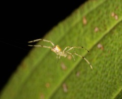 Thwaitesia margaritifera