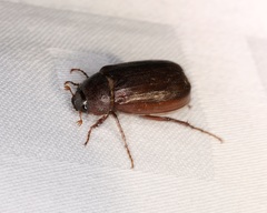 Apogonia cribricollis