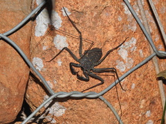 Phrynus whitei