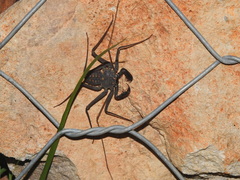 Phrynus whitei