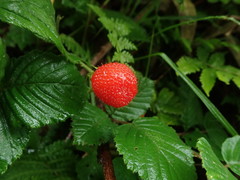 Idaeobatus