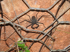 Phrynus whitei