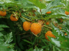 Rubus palmatus coptophyllus