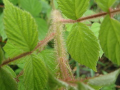 Rubus