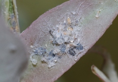 Ctenarytaina eucalypti
