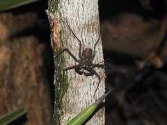 Phrynus whitei