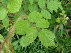 Rubus