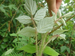 Rubus