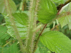 Rubus