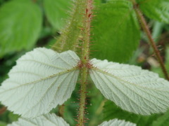 Rubus