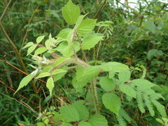 Rubus