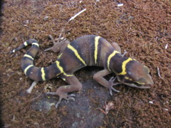 Cyrtodactylus deccanensis