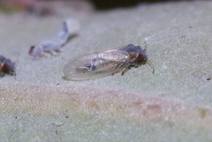 Ctenarytaina eucalypti