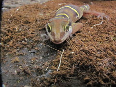 Cyrtodactylus deccanensis