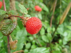 Rubus hirsutus
