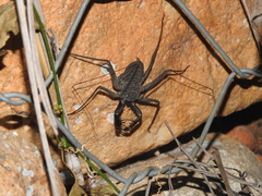 Phrynus whitei