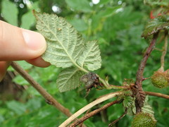 Rubus hirsutus