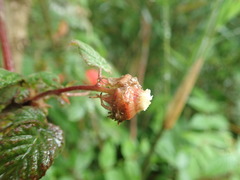 Rubus hirsutus
