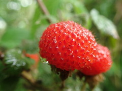 Rubus hirsutus
