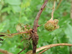 Rubus hirsutus