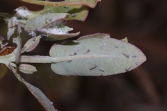 Ctenarytaina eucalypti