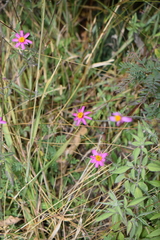 Bidens aequisquama