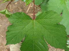 Rubus crataegifolius