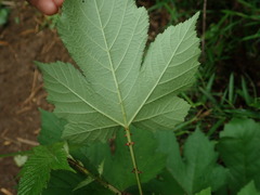 Rubus crataegifolius
