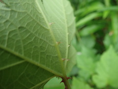 Rubus crataegifolius