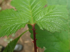 Rubus crataegifolius