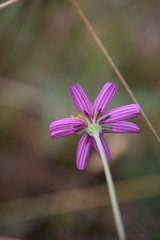 Bidens aequisquama