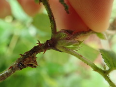 Idaeobatus