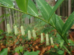 Polygonatum falcatum