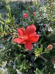 Hibiscus