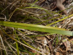 Lomandra densiflora
