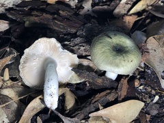Russula viridis