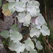 Helichrysum populifolium - Photo (c) Gail Bowers-Winters,  זכויות יוצרים חלקיות (CC BY-NC), הועלה על ידי Gail Bowers-Winters