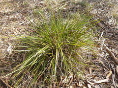 Lomandra densiflora