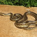 San Diego Gopher Snake - Photo (c) Max Roberts, some rights reserved (CC BY-NC), uploaded by Max Roberts