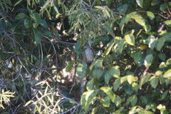 Chrysococcyx minutillus