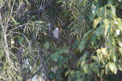 Chrysococcyx minutillus