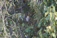 Chrysococcyx minutillus