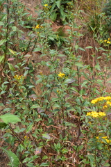 Coreopsis petrophiloides