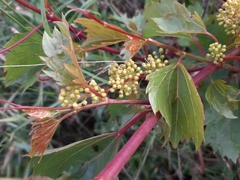 Vitis rupestris