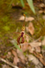 Caladenia plicata