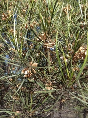 Dodonaea stenophylla