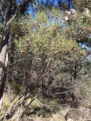 Dodonaea stenophylla