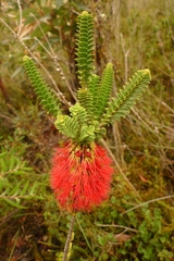 Melaleuca transversa