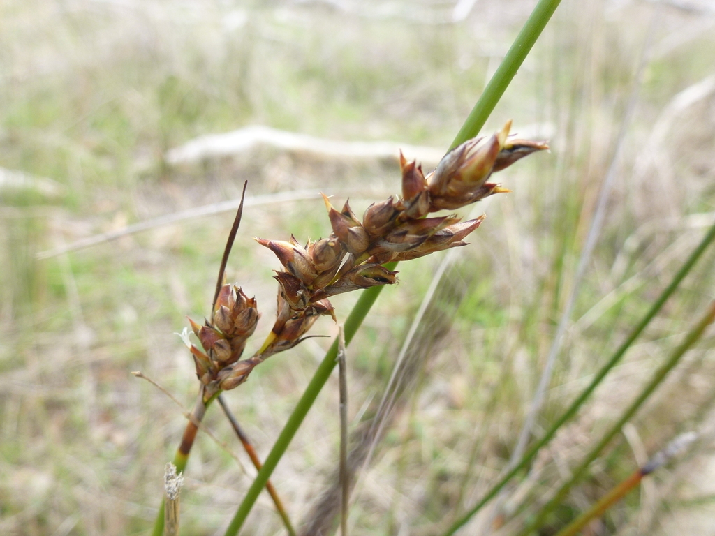 Lepidosperma from Bugle Ranges SA 5251, Australia on May 20, 2021 at 01